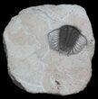 Excellent, Cyphaspides Trilobite - Jorf, Morocco #62659-3